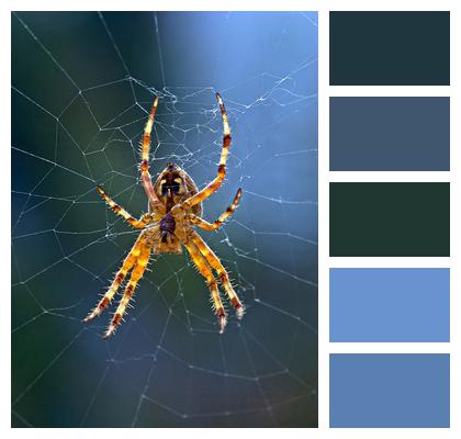 Spiderweb Crusader Spider Spider Image